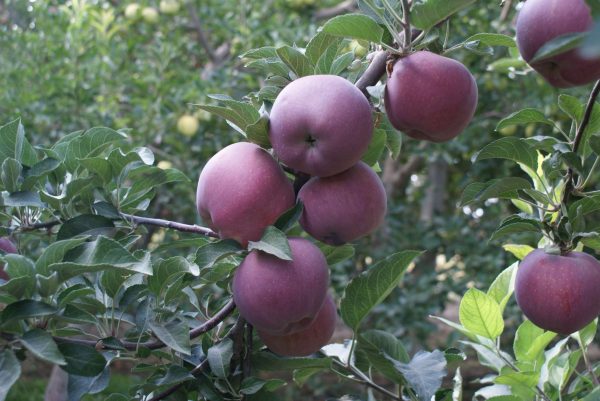 Scarlet Spur - Görsel 2