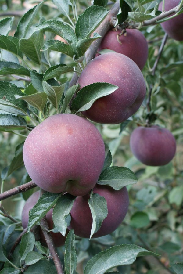 Scarlet Spur - Görsel 3