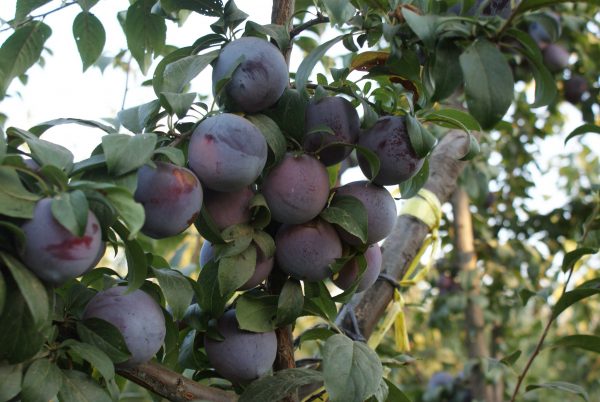 Angeleno - Görsel 3