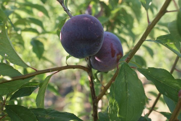 Black Splendor - Görsel 3