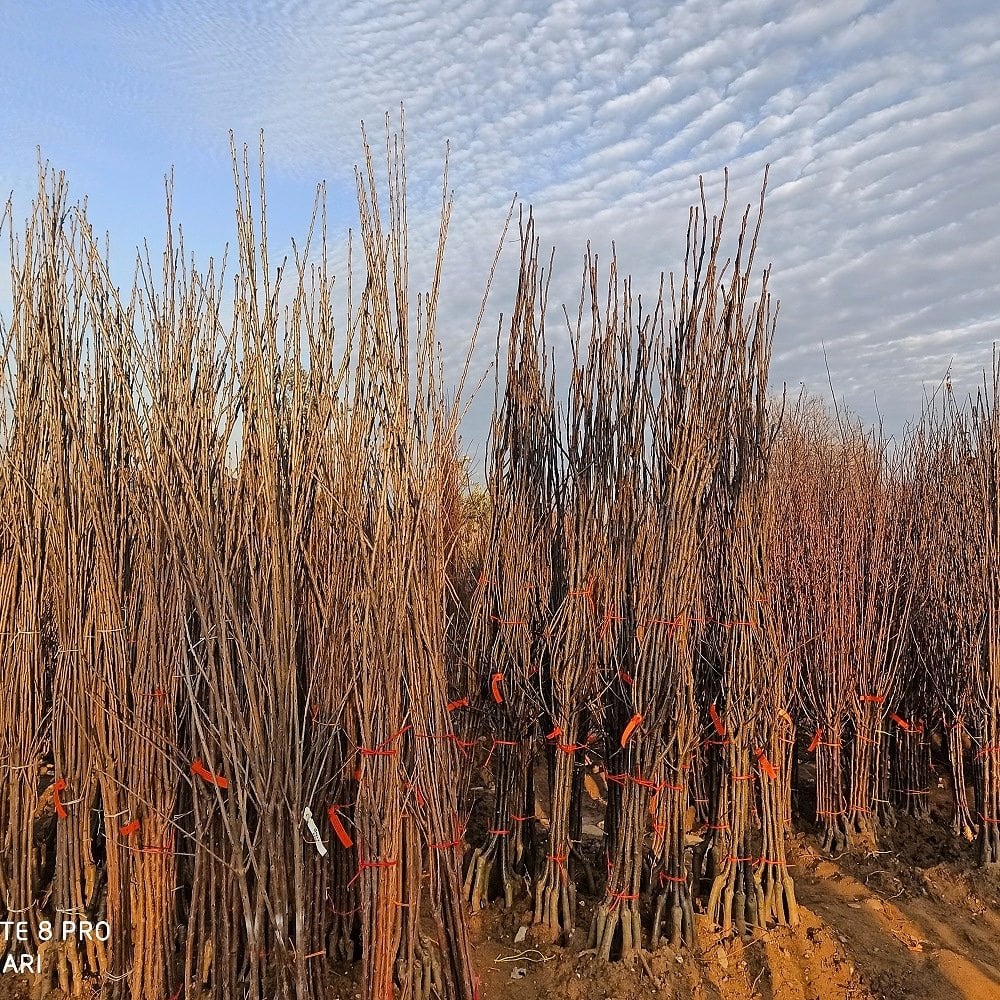 Yurtseven Fidancılık - Fidanlarımız