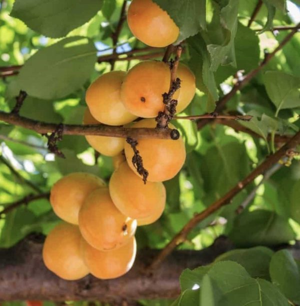 Şekerpare - Görsel 2