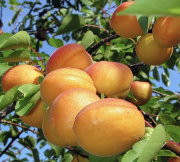 Şekerpare - Görsel 3