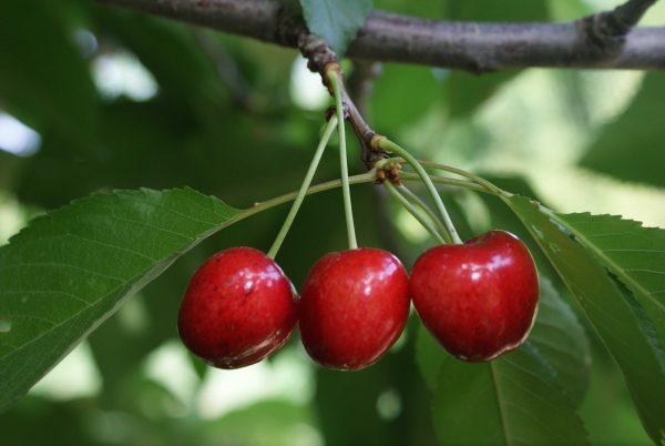 0900 Ziraat - Görsel 2