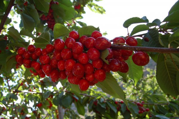 0900 Ziraat - Görsel 3