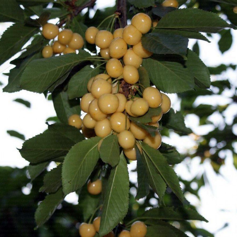 Starksgold - Görsel 2