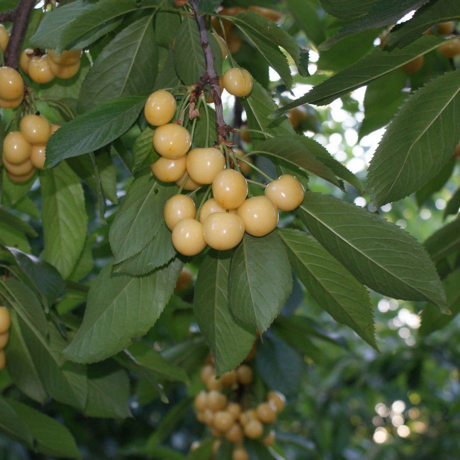 Starksgold - Görsel 3