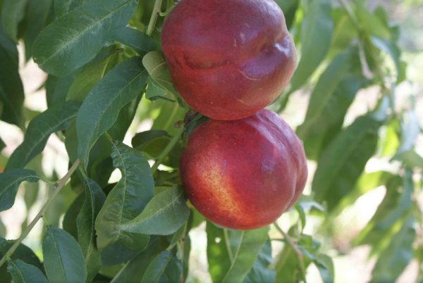 Sweet Lady - Görsel 3