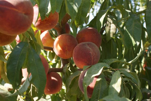 Cresthaven - Görsel 2